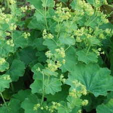 Alchemilla Mollis “Lady’s