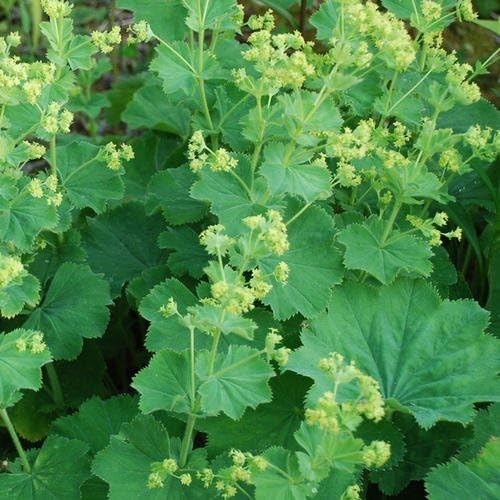 Alchemilla mollis lady s - mollis, “lady’s