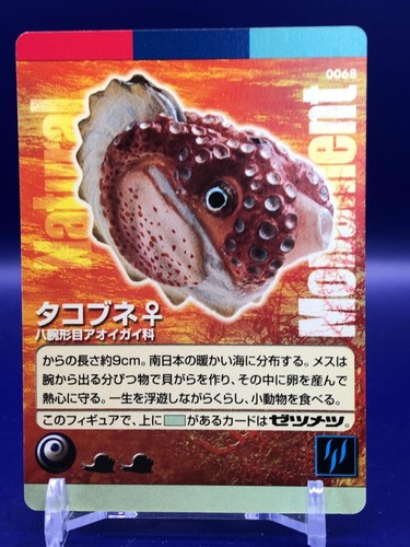 Paper nautilus 0068 - nautilus,