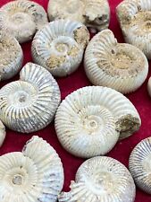 10 x Perisphinctes Ammonite Madagascar Jurassic Fossil Real 100% Genuine 