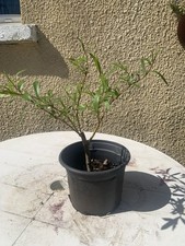 Willow Tree Bonsai Starter