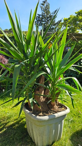 Large healthy 24m 4 - ft, 1