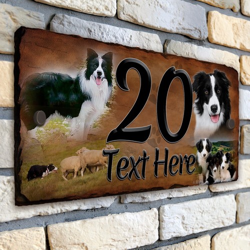 Border collie house number - collie,