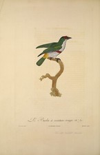 Red Belt Barbet VINTAGE exotic