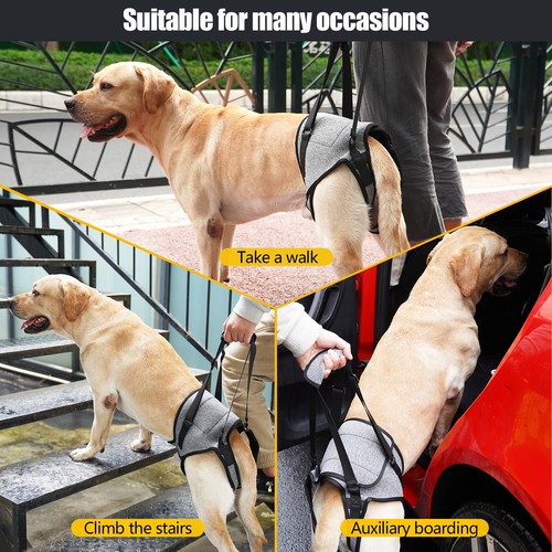 Elderly injured dog rear - a—elderly/injured,