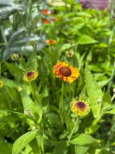 Helenium sneezeweed bare - or,