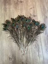 Large Peacock Feathers Bundle Tall