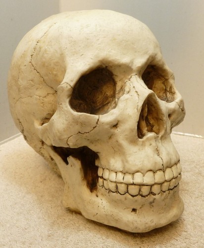 Lifesize skeleton skull - skeleton,