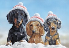 Smooth Haired Dachshund Dog, Christmas cards pack of 10 by Paul Doyle. C697X