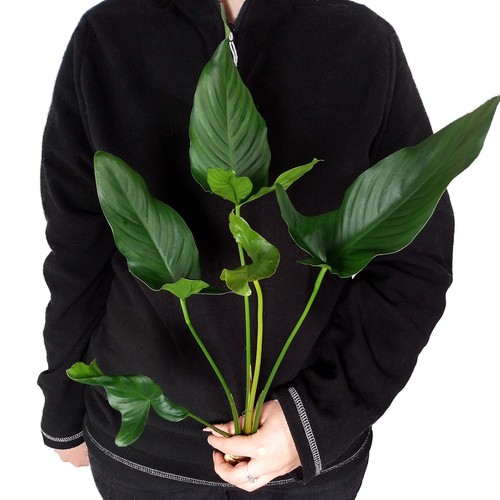 Anubias hastifolia xxl - anubias,