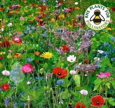 Wild Flower Seed Mix ✅ Buy 2