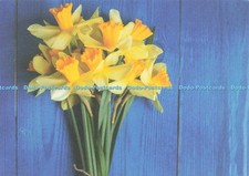 D236379 Daffodil Marie Curie