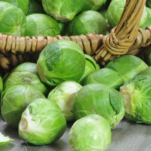 Brussel sprouts heritage - brussel,
