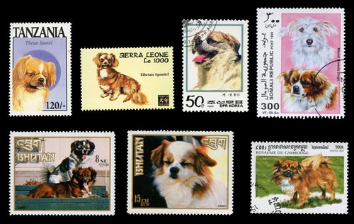 Tibetan spaniel dog - spaniel,