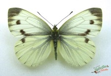 Green Veined White British