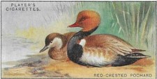 Single card original wild fowl - card,