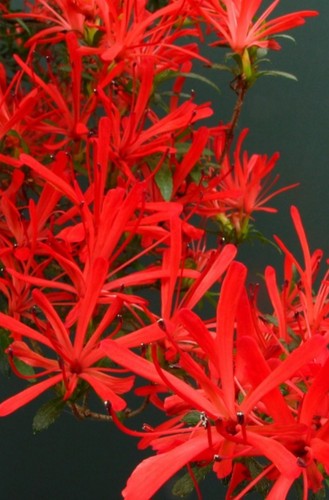 Beautiful flowering satsuki - beautiful,