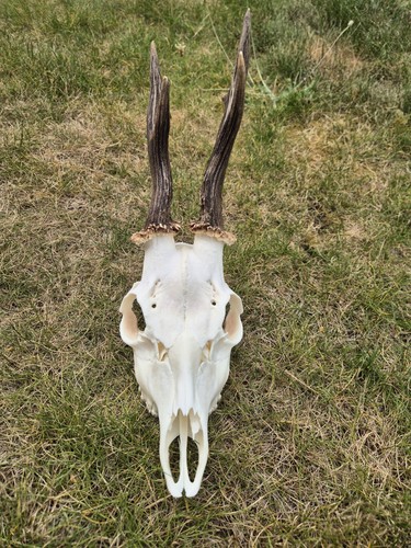 Roe deer antlers