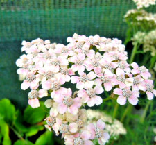 10 X Achillea Millifolium