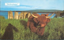 Spinningdale  highland cattle