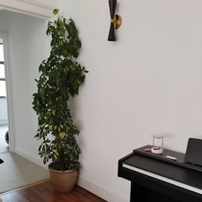 Large umbrella plant - umbrella,