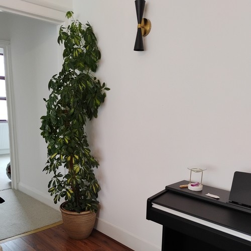 Large umbrella plant - umbrella,