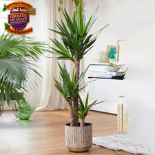 Yucca elephantipes large - elephantipes,
