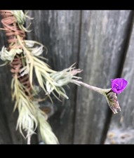 Tillandsia Kirschnekii Large
