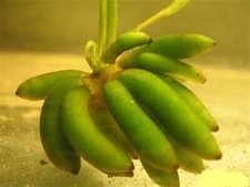 1 x NYMPHOIDES AQUATICA - Banana Lily live aquarium plant tropical fish tank