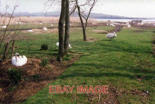 Photo nesting swans at - ,