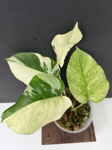 Monstera mint noid - monstera,