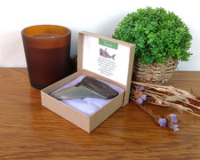 Megalodon Shark Tooth Fossil