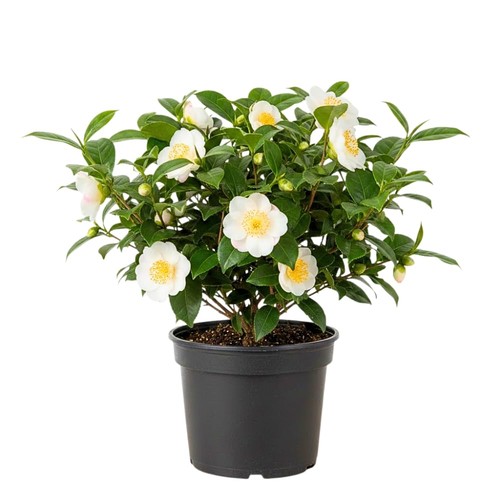 Camellia sinensis live - camellia, plant