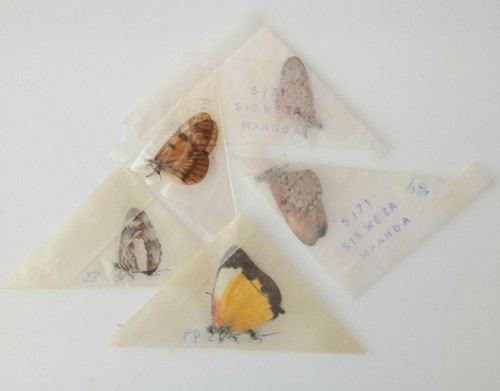 Butterflies x5 papered - a-,