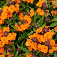 Erysimum apricot twist plant