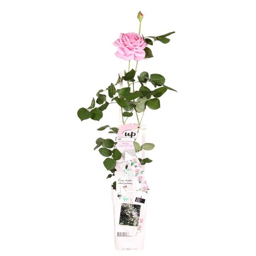 Rosa crazy love pink - love,