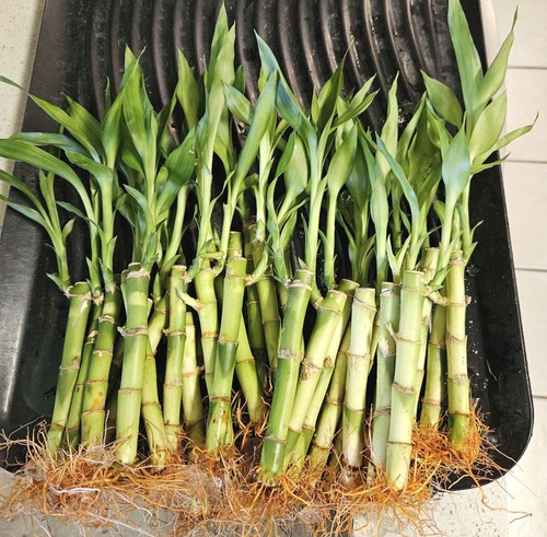 Lucky bamboo plants - 5, 4"