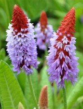 Primula vialii 'Red Hot Poker'
