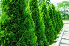 5x THUJA SMARAGD PLANT CEDAR