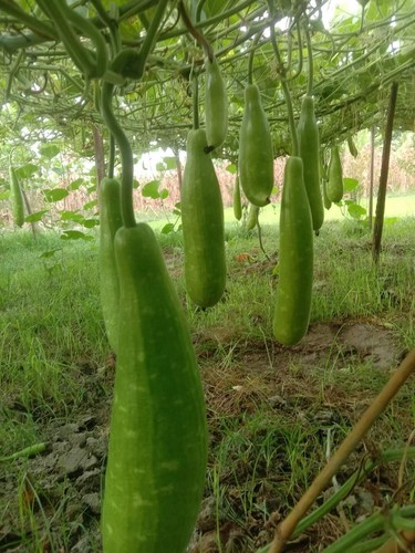 Grown seed bottle - grown, gourd