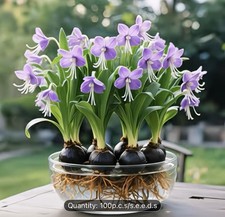 100 Rare Orchid Monkey |