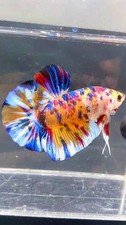 RARE GIANT HMPK BO 5CM KOI