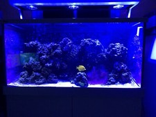 Red Sea | Max S 500 LED
