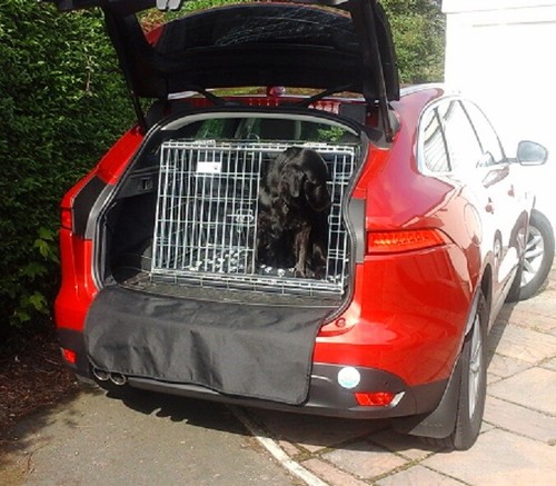 Pet world jaguar pace - pet,