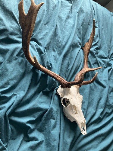 Nice fallow deer taxidermy - nice,