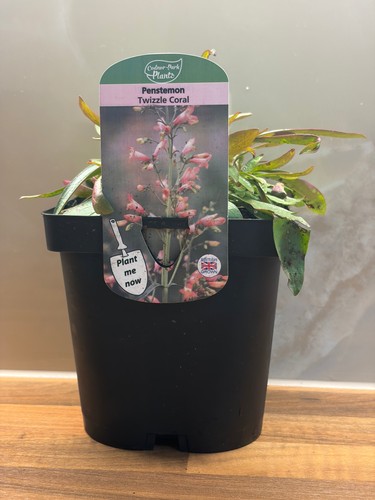 Penstemon twizzle coral - penstemon,