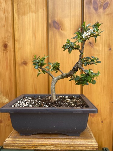 22cm cotoneaster bonsai in - cotoneaster,