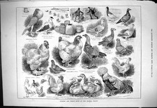 Old 1883 Poultry Pigeon Show Crystal Palace Cochin Bantam Aylesbury B Victorian