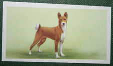 BASENJI   Vintage 1957 Illustrated Dog Card  EE18M