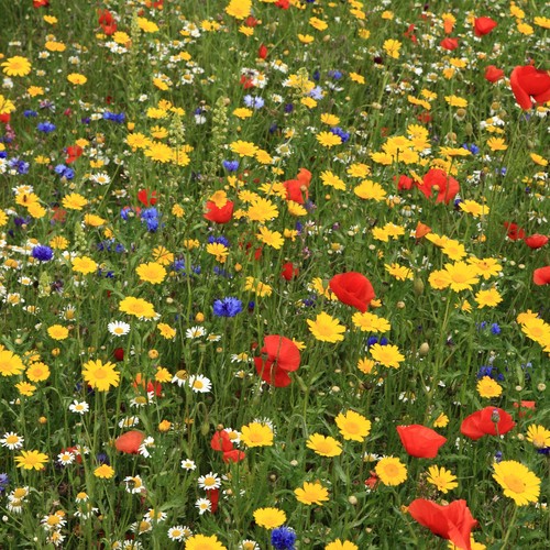 100 wild flower - flower, seed